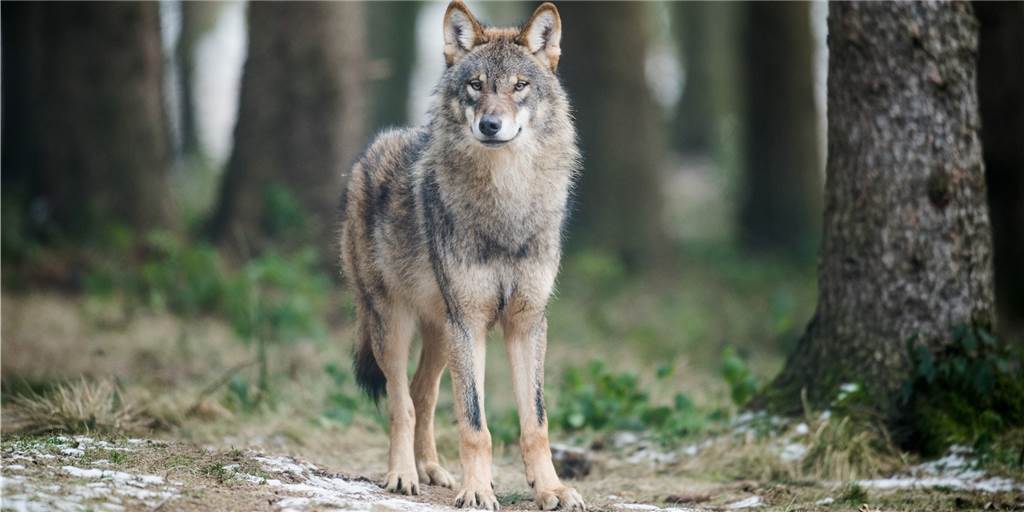 Großes Rätselraten um die Zahl der Wölfe im Wolfsgebiet Schermbeck Ein Wolf (Canis Lupus Lupus) steht in einem Gehege des Biotopwildpark Anholter Schweiz.