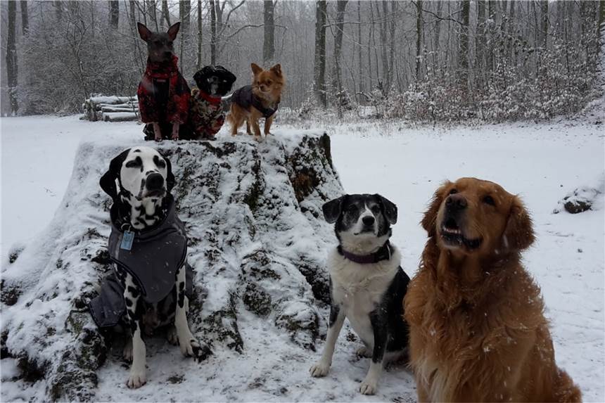 Das sind die schönsten Schneebilder aus Dortmund Wie wir haben Annegrets Hunde den Schnee genossen. "Einer der seltenen Momente, in denen alle Hunde sich einig waren, das zu tun, was die Besitzer wollten", sagt sie.