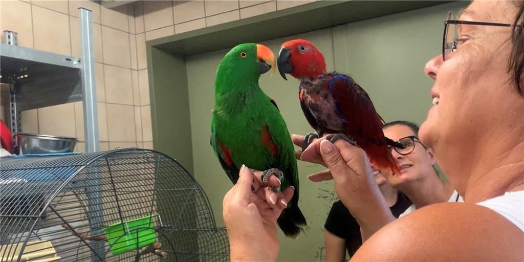 Papagei Charly zurück bei Besitzerin Gaby im Dortmunder Westen – Tränen fließen Papagei-Besitzerin Gaby Horn hält im Tierheim Dortmund ihre zwei Papageien auf der Hand. Im Hintergrund: Gabys Freundin Vanessa und eine Mitarbeiterin des Tierheims.