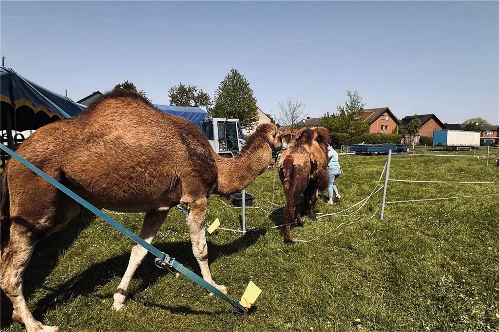 Zirkustiere büxen aus: Kamel, Dromedar, Pferde und Esel im Dattelner Park unterwegs Ein Dromedar und ein Kamel werden auf eine Weide geführt.