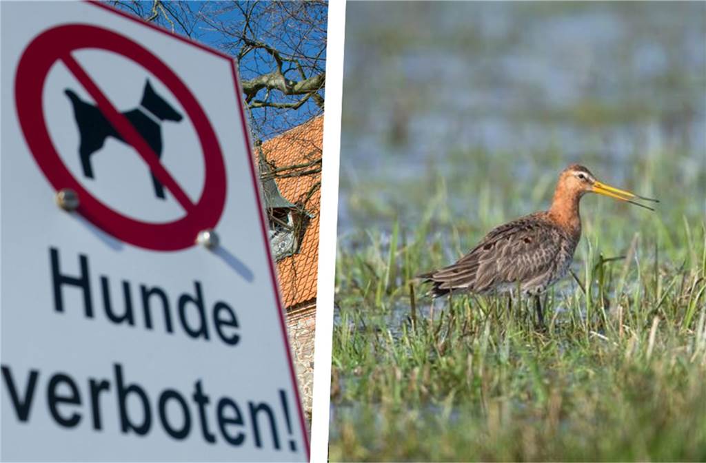 Links: Auf einem Schild steht "Hunde verboten". 
Rechts: Eine Uferschnepfe steht auf einer Wiese.