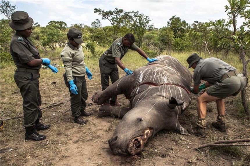 Wilderer haben in Südafrika über 1000 Nashörner getötet Wildhüter untersuchen im Kruger-Nationalpark in Südafrika ein von Wilderern getötetes Nashorn. Foto: Salym Fayad/Archiv