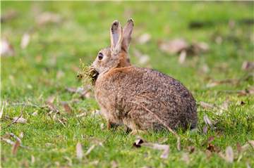 Wildkaninchen leiden seit Jahren an zwei Seuchen, die die Bestände dezimieren.