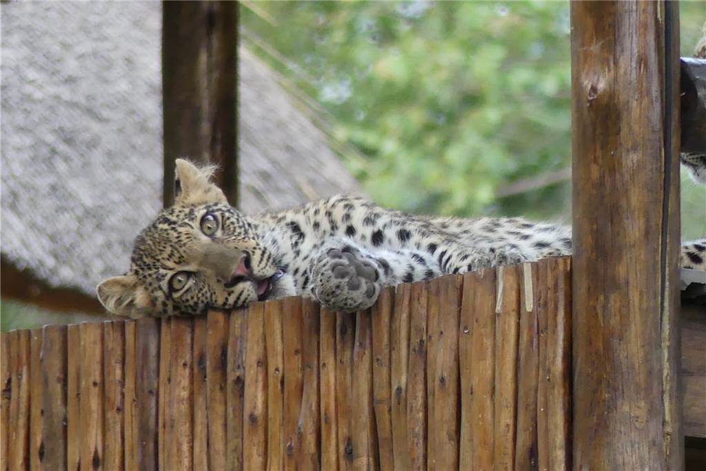 Wildkatzen gehören zu Jennas Nachbarn im südafrikanischen Busch.