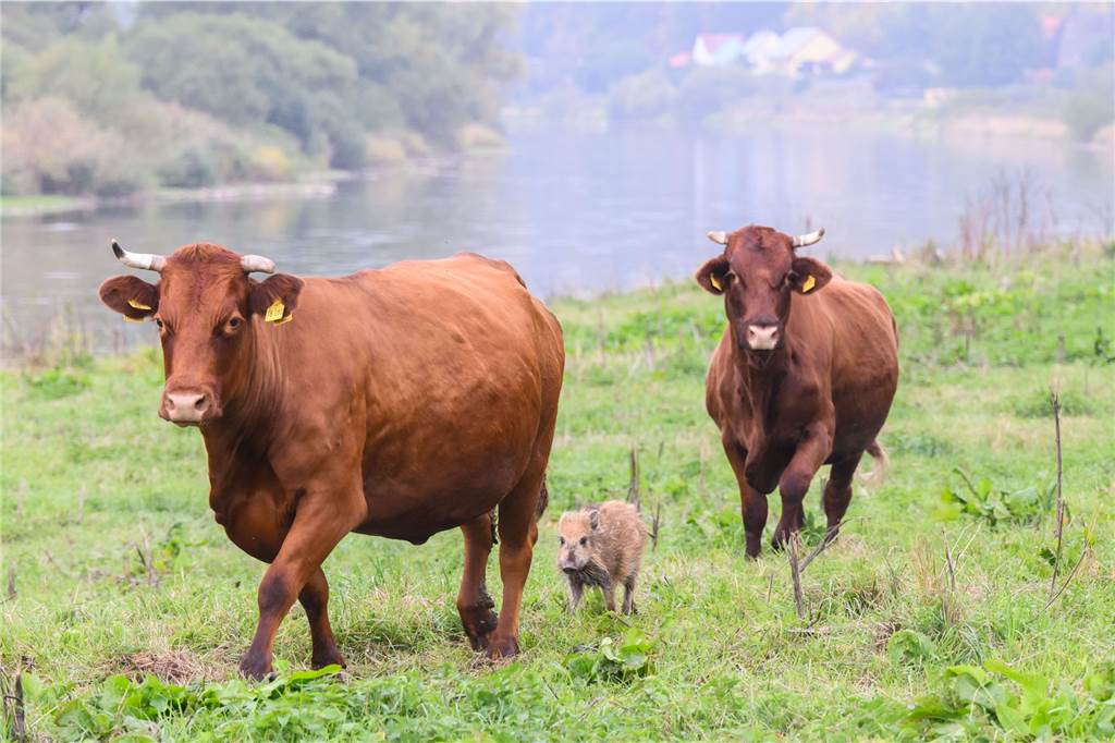 Gute Nachrichten aus dem Jahr 2022: Von guten Seelen und Rettern in der Not Wildschwein „Frida“ läuft zwischen zwei Kühen auf einer Weide an der Weser im Landkreis Holzminden.