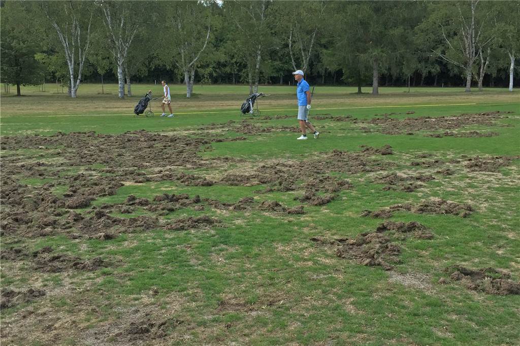 Wildschwein-Abwehr durch Stromstöße: Golfer zäunen Platz im Süden ein Wildschweine hatten das gepflegte Grün des Golfplatzes in einen Kartoffelacker verwandelt.