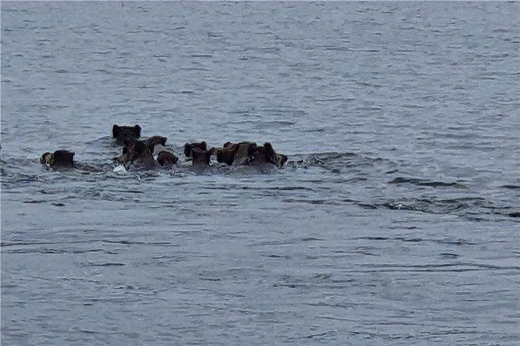 Segler filmt 14 wilde Badegäste im Halterner Stausee Wildschweine im Halterner Stausee: Dieses Bild am hellichten Tage ist äußerst selten.