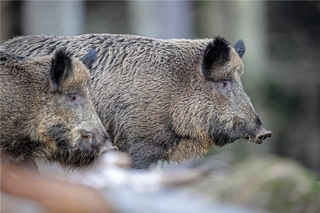 Wildschwein-Abwehr durch Stromstöße: Golfer zäunen Platz im Süden ein Wildschweine können einige Verwüstung anrichten.