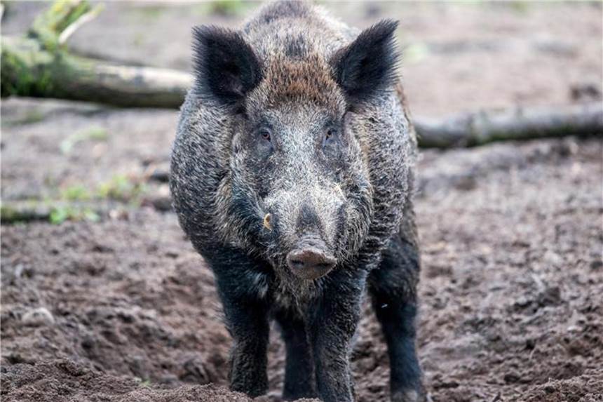Umstrittener Wildschwein-Zaun soll 2019 gebaut werden Wildschweine sollen die dänisch-deutsche Grenze künftig nicht mehr überschreiten können. Foto: Jens Büttner