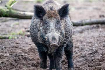 Wildschweine sollen die dänisch-deutsche Grenze künftig nicht mehr überschreiten können. Foto: Jens Büttner