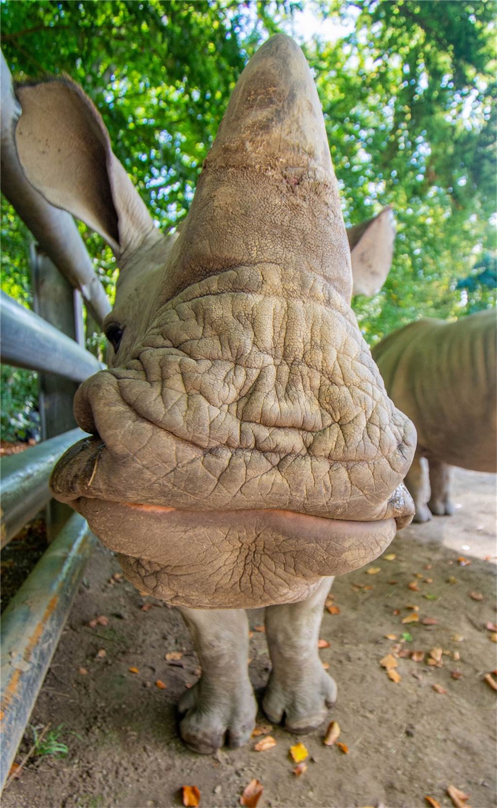 Nashorn Willi feiert Geburtstag ohne viele Gäste – Geschenke gab’s trotzdem Willis Horn ist mittlerweile schon knapp 12 Zentimeter lang.