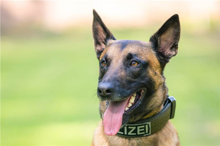 Dortmunder Polizeihund als Fall vor Gericht: Kein Geld für Wilma Wilma war eine Schäferhündin, so wie dieser männliche Kollege der Polizei Niedersachsen.