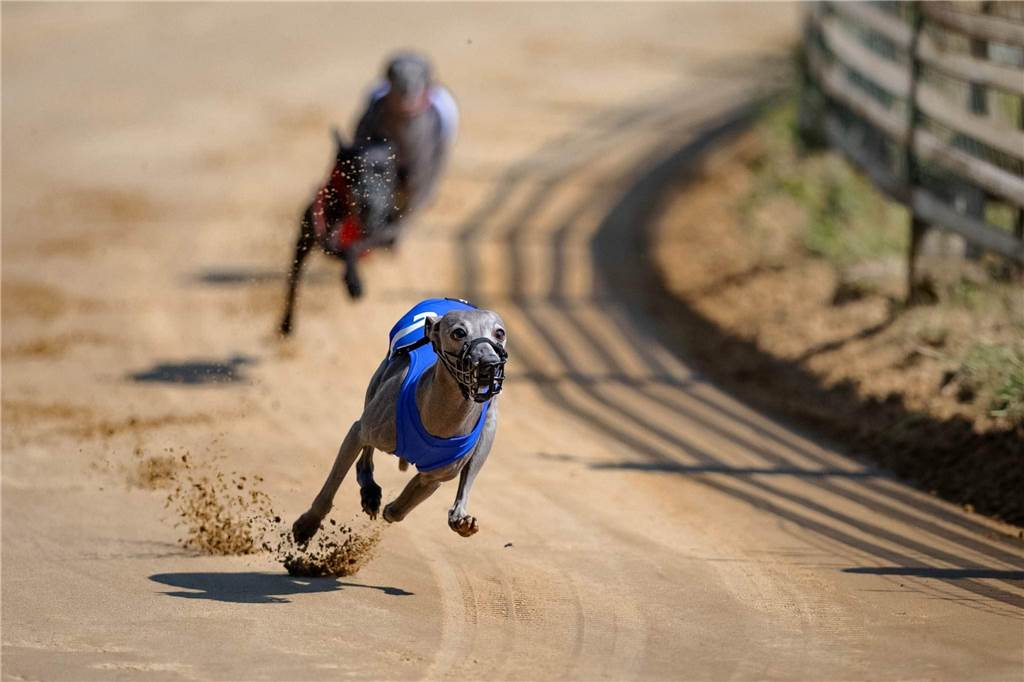 Sportporträt: Halternerin legt beeindruckende Hundesportkarriere hin Windhund "Izzy" im direkten Duell mit der Konkurrenz in einem wahnsinnigen Tempo.