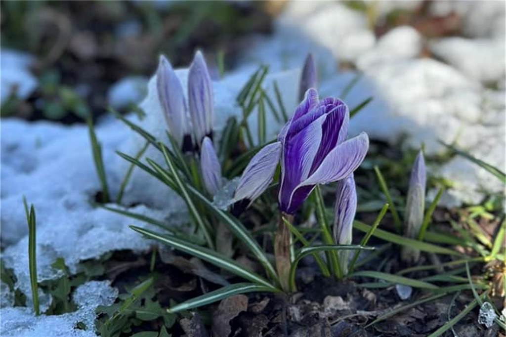 Winter trifft Frühling, entdeckt von Frank Alois in Ammeloe.