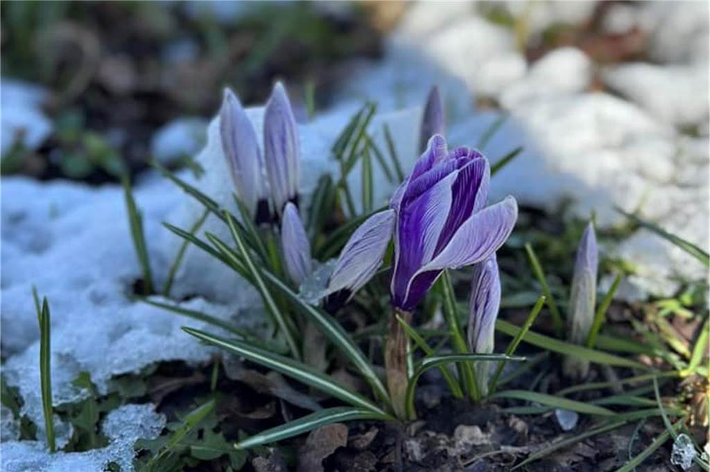 Winter trifft Frühling in Ammeloe, meint Frank Alois.