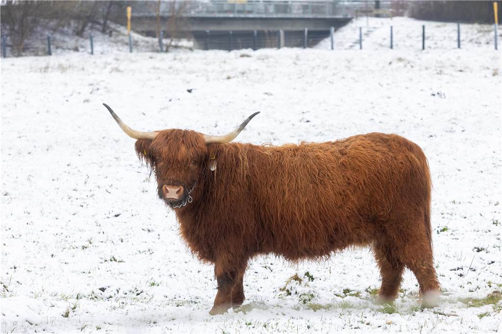 Winteridylle mit schottischem Hochlandrind auf einer verschneiten Wiese in Heek