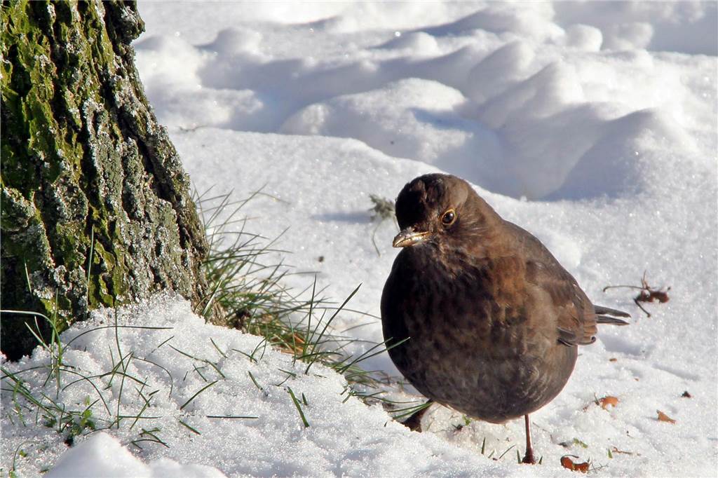 Winterimpressionen aus dem verschneiten Nordkirchen.