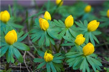 Winterlinge (Eranthis hyemalis) blühen schon früh im Jahr und bringen Farbe in den Garten. Foto: Andrea Warnecke/dpa-tmn