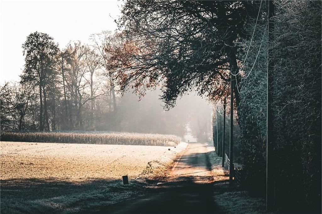 Sonnenstrahlen am Waldrand