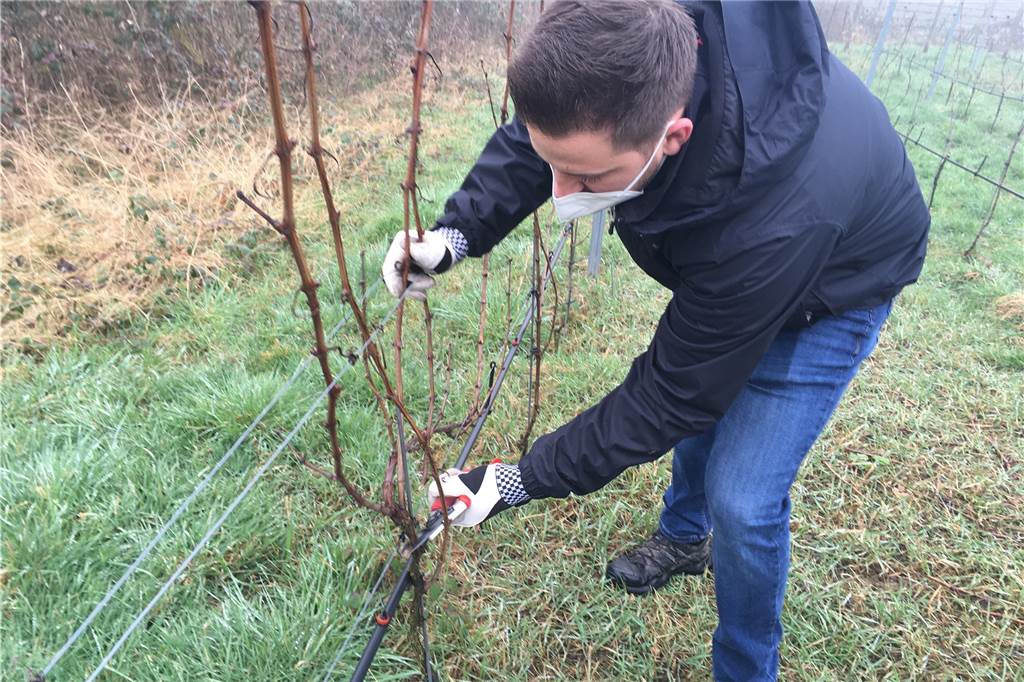 Weinberg in Cappenberg: Rebschnitt für neue Saison beginnt Winzer Marc Leitis beschneidet die Weinstöcke auf dem Weinberg in Cappenberg. Der Rebschnitt ist der „Grundstein" für den Start in die Saison, erklärt er.