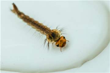 Winzige Kunststoffstückchen, die Mücken als Larven im Wasser geschluckt haben, können laut britischen Forschern auch noch in erwachsenen, fliegenden Insekten nachgewiesen werden. Foto: Patrick Pleul/Archiv