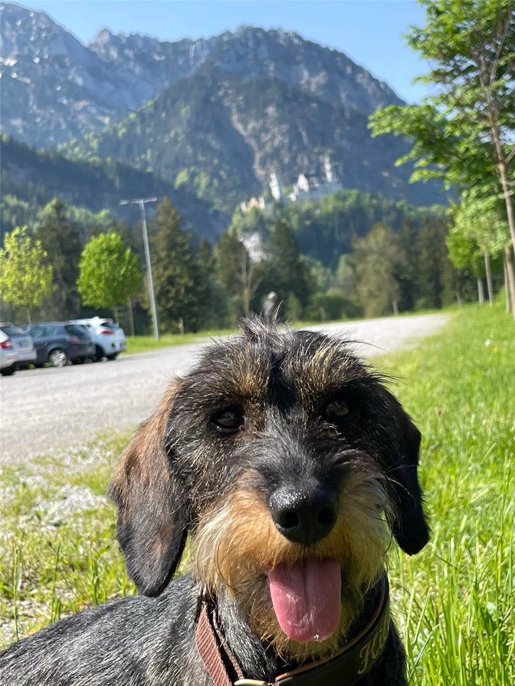 Wir präsentieren: Rauhaardackel-Dame Hilde mit einem ultrasüßen Blick.