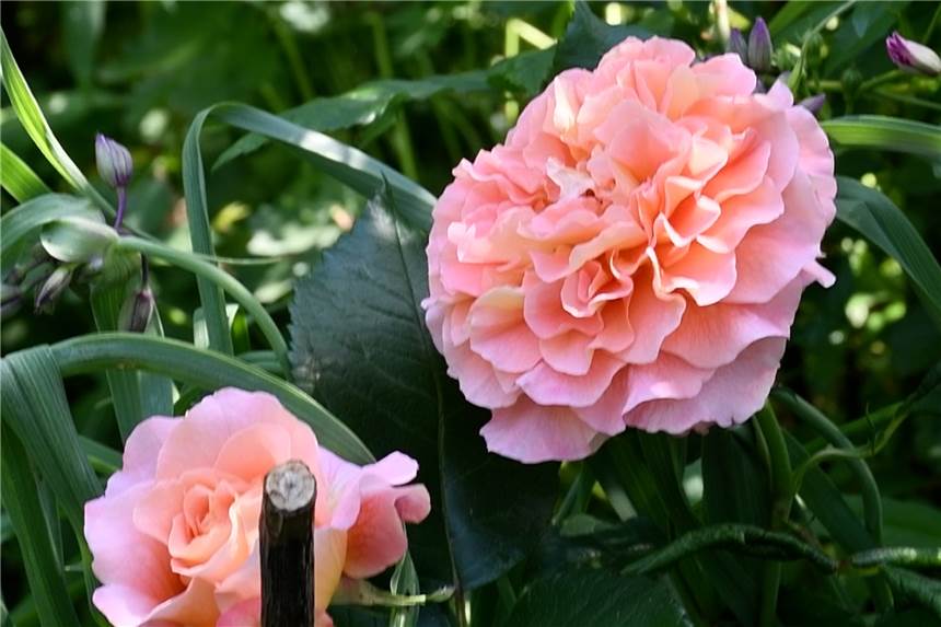 RN-Sommerserie: Zeigen Sie uns Ihren Garten! Wir suchen für die RN-Sommerserie schöne Gärten aus der Region. Haben Sie Lust, uns Ihren Garten zu zeigen? Dann melden Sie sich.