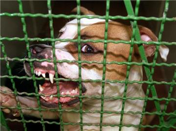 Wird ein Hund als gefährlich eingestuft, darf der Steuersatz für das Tier laut Gerichtsurteil deutlich erhöht werden. (Bild: dpa)