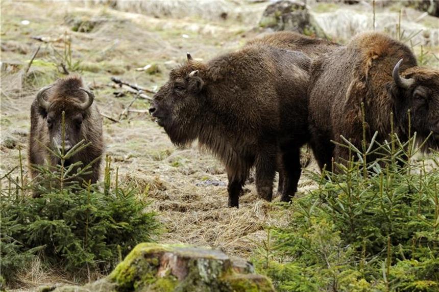 Naturschutzministerium erwägt Gutachten zum Wisent-Projekt Wisente stehen in der "Wisent-Wildnis" bei Bad Berleburg. Foto: Marius Becker/Archiv