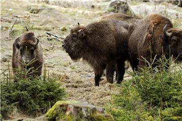 Wisente stehen in der "Wisent-Wildnis" bei Bad Berleburg. Foto: Marius Becker/Archiv