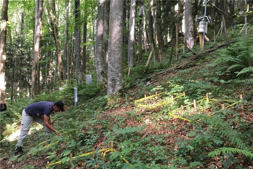 35 000 Teebeutel im Dienste der Wissenschaft verbuddelt Wissenschaftler richten eine Versuchsfläche in einem Wald nach einem einheitlichen Design ein. Foto: Marcus Schaub/WSL