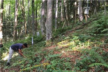 Wissenschaftler richten eine Versuchsfläche in einem Wald nach einem einheitlichen Design ein. Foto: Marcus Schaub/WSL