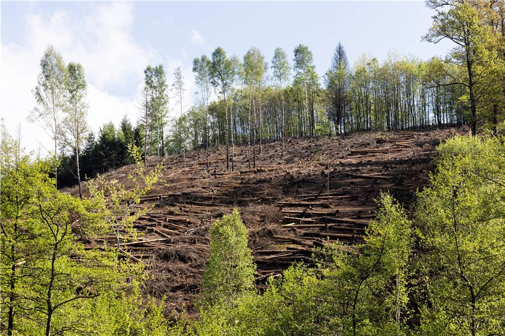 Der kranke Wald geht uns alle an, sagt Förster Julian Mauerhof Eine große Freifläche in einem Wald. Hier standen einst Fichten.
