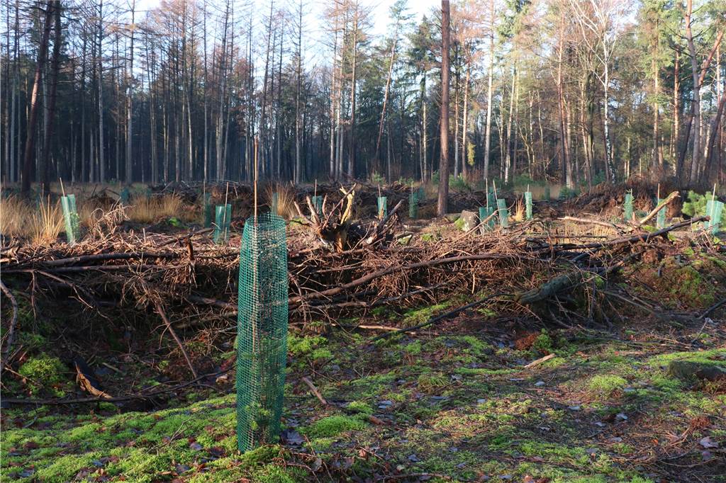 Wer den Wald im Winter erwandert, wird belohnt Wo Fichten geschlagen werden mussten, schob die Besitzerfamilie Fichtenmulm und Totholz zu Wällen zusammen. In den Zwischenräumen pflanzten sie Douglasien. Solche jungen Anpflanzungen sollten Waldspaziergänger nicht betreten.