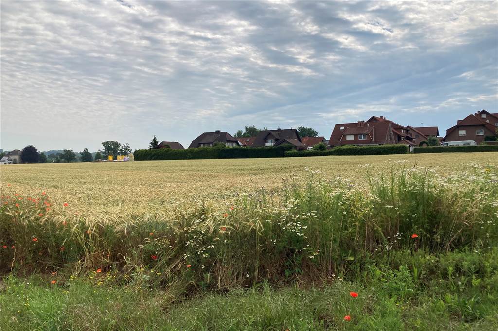 Hospiz in Bork: Zeitplan für den Neubau am Dieselweg steht Wo jetzt noch der Weizen auf dem Feld steht, wird das Projekt vom Borker Hospiz verwirklicht.