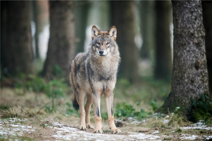 Berechtigte Angst oder „Rotkäppchen-Märchen“: Die hitzige Debatte um den Wolf Wölfe kommen in NRW immer häufiger vor - und sorgen für hitzige Debatten über Tierschutz und Abschuss.