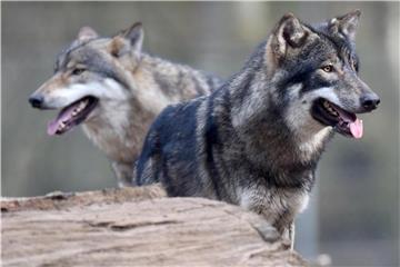 Wölfe stehen im Wildpark Eekholt im Gehege. Foto: Carsten Rehder/Illustration