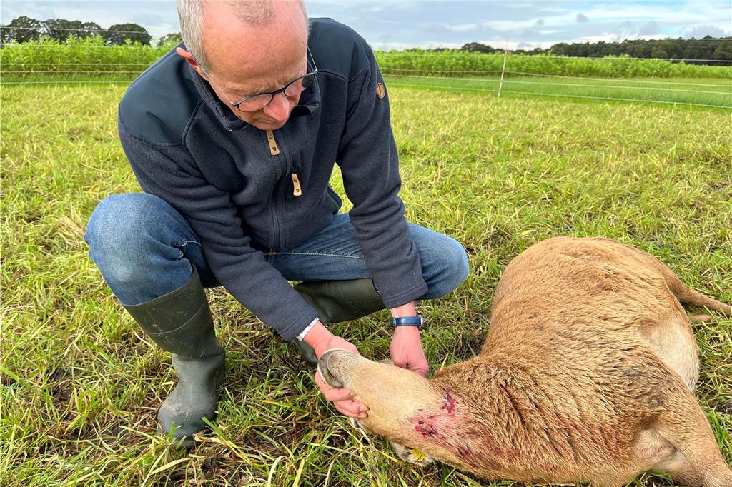Wölfin Gloria soll geschossen werden: Mehrere Risse gehen auf ihr Konto Wölfin Gloria hat mehrere Schafe von Benedikt Hüttemann aus Schermbeck getötet.