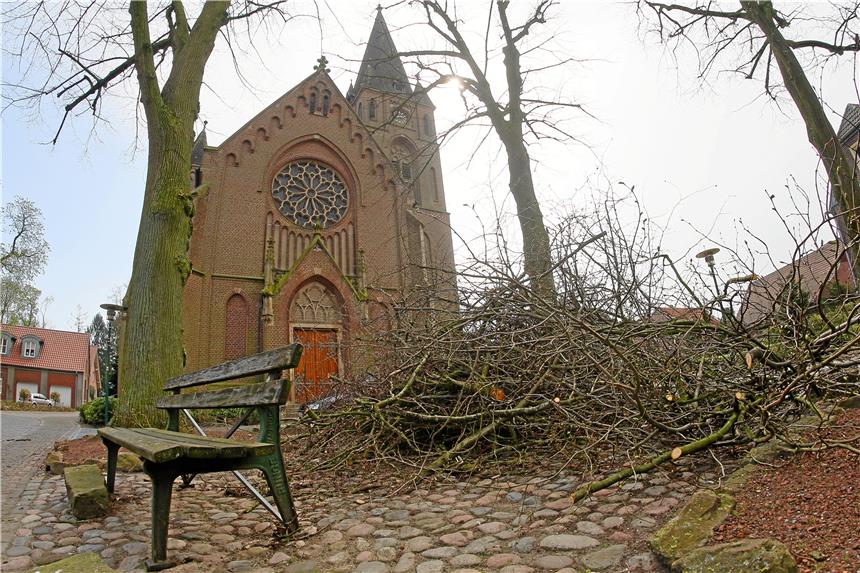 Bewährung für alte Linden auf der Burg Wohl nicht mehr zu retten ist mindestens eine der alten Linden an der Nienborger Kirche auf der Burg. Foto: