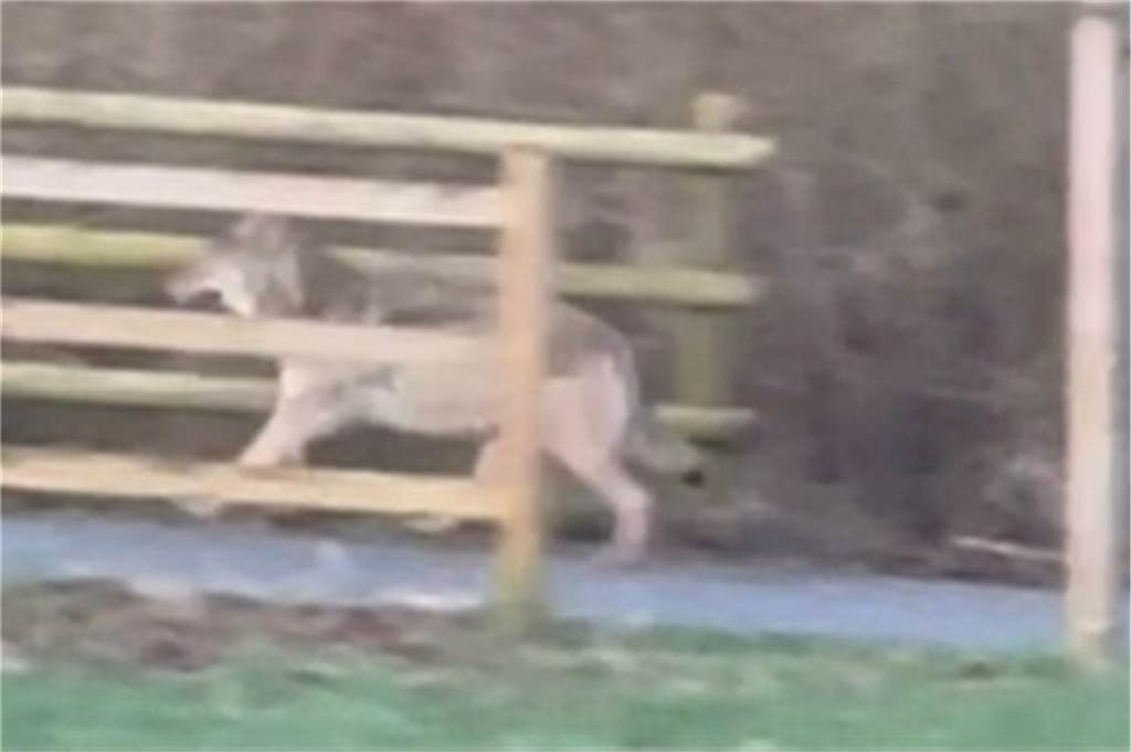 Nächste Sichtung eines Wolfes gemeldet: Auswertung dauert weiter an Wolf oder kein Wolf? Das muss noch geklärt werden.