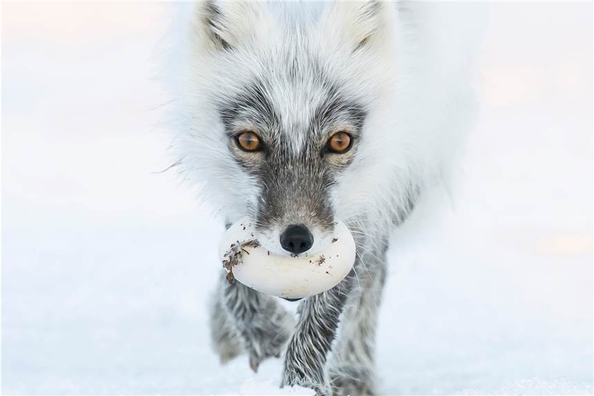 Kein „Festival light“: Internationales Naturfotofestival in Lünen fällt aus Wunderschöne Naturfotos gibt es beim internationalen Naturfotofestival in Lünen eigentlich zu sehen. Wegen des Coronavirus wird das Festival allerdings dieses Jahr nicht stattfinden.