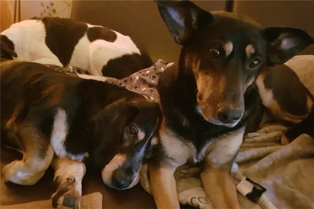 „Merlin“ und das Tierschutz-Drama: Warum Beisenherz vor Gericht verurteilt wurde Wurde Merlin bei seinem Frauchen nicht artgerecht und gut behandelt? Im Tierheim wurden laut Tierschützern einige gesundheitliche Beeinträchtigungen deutlich. In Recklinghausen wollte man den Hund wohl nicht mehr aufnehmen, in Castrop-Rauxel hingegen ließ man ihn nicht mehr gehen.