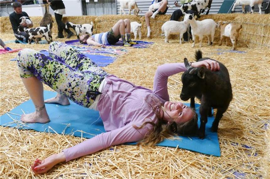 „Goat Yoga“-Trend hat Fans und Grenzen Yoga-Lehrerin Amber Ricchetti (34) beim Yoga-Kurs mit Ziegen. Foto: Barbara Munker