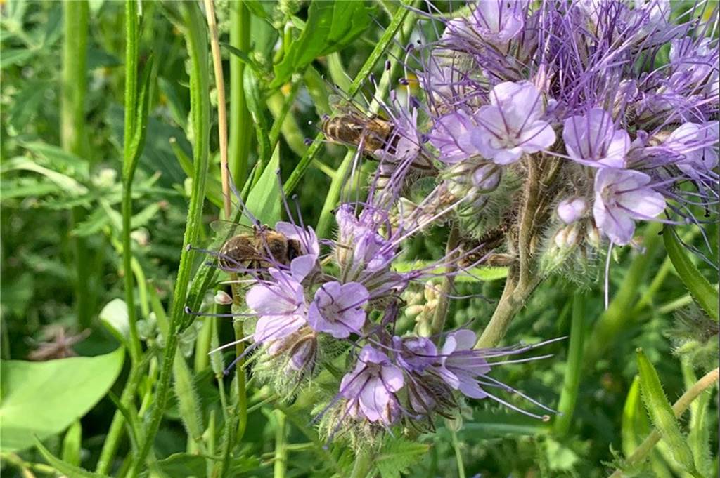 Landwirt sät Wildblumenfeld aus: Blühpaten sorgen für großen Erfolg Bienen auf Pflanze.