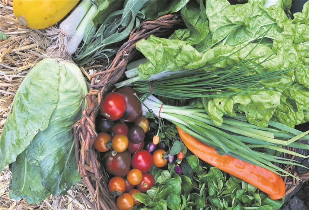 Welche Tomaten schmecken am leckersten?: SoLaWi lädt zur Verkostung ein Frisches Gemüse