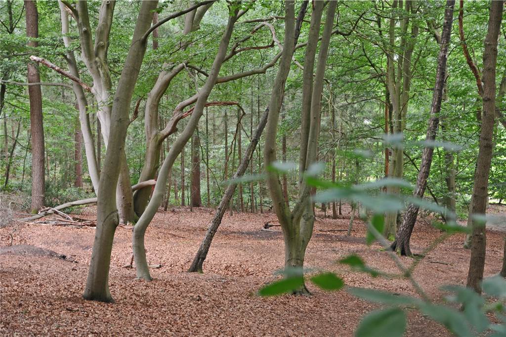Zauberhafte Aussichten bietet der Laubwald.