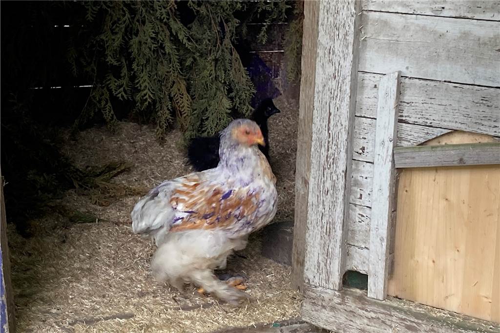 Tiere mit Farbe besprüht, Feuer gelegt: „Seltsame Form von Lokalpatriotismus“ Zehn Hühner wurden mit Farbe besprüht.