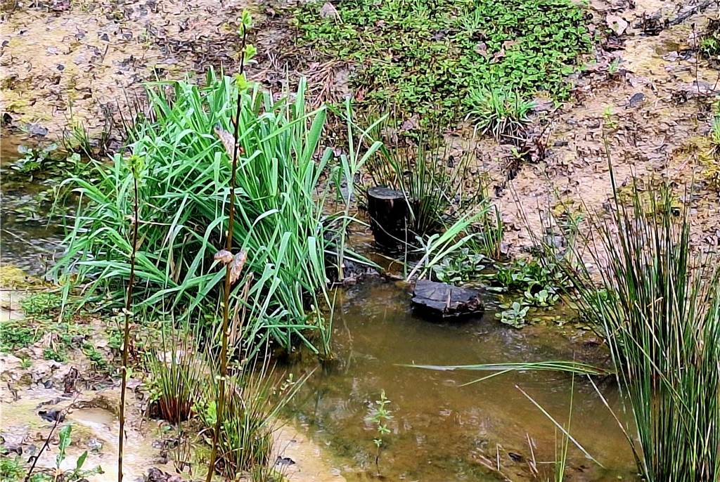 Zurück zur Natur: Wellingbach wurde auf 180 Metern renaturiert Holz in Wasser
