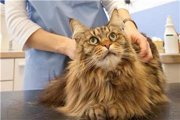 Zeigt die Katze nach einem Insektenstich eine allergische Reaktion, sollte man sie sofort zum Tierarzt bringen. Foto: Kai Remmers