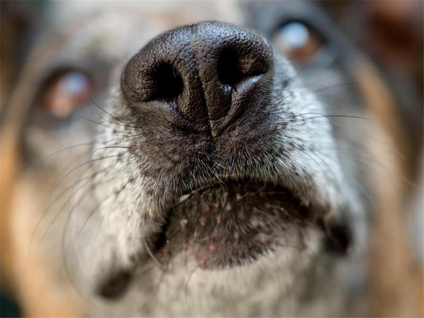 Wenn Hunde Giftköder fressen - So schützen Halter ihre Tiere Zeigt ein Hund Anzeichen einer Vergiftung, sollten Besitzer sofort den Tierarzt aufsuchen. Jede Minute zählt. Am besten bringt man auch den Giftköder mit. Foto: Sven Hoppe